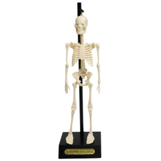 Anatomiczny model szkieletu Rex London